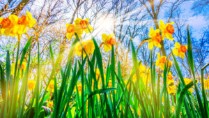Spring Background. Spring Flowers. Beauty natural background
